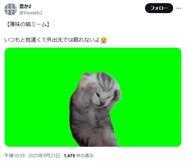 猫ミーム