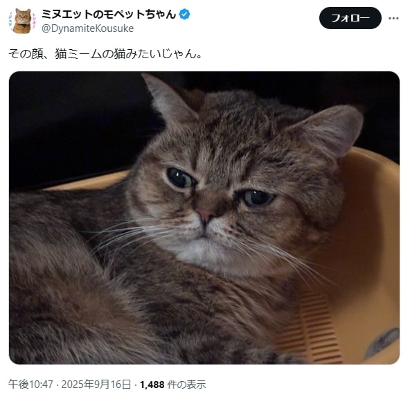 猫ミーム